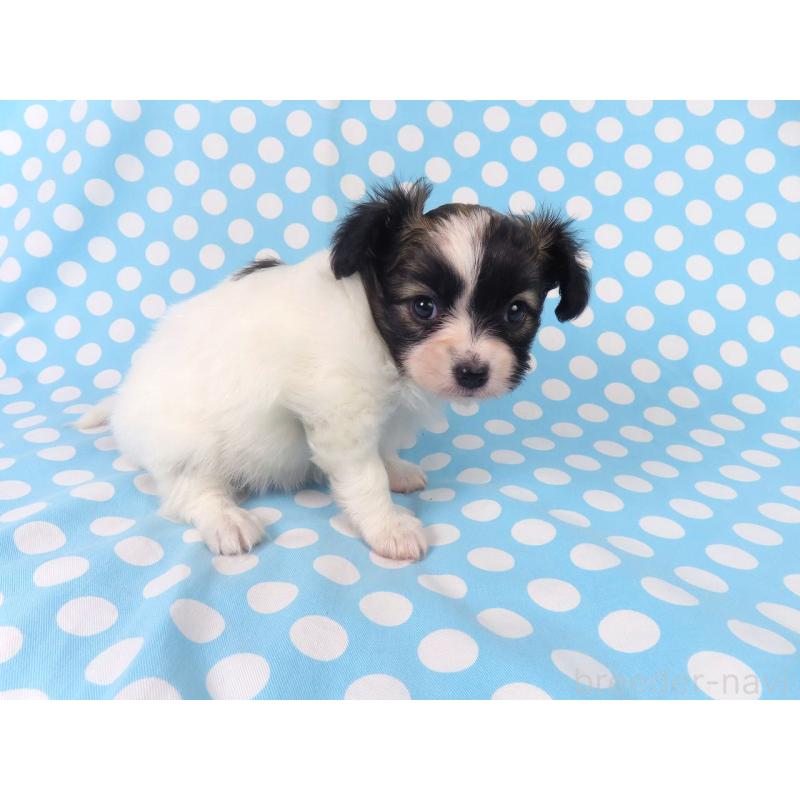 販売中の千葉県のパピヨン-430316の14枚目