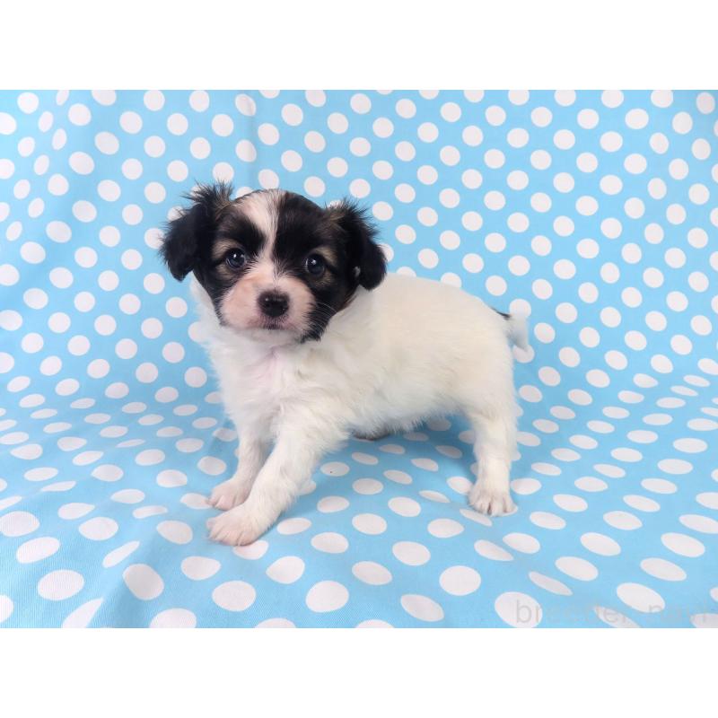 販売中の千葉県のパピヨン-430316の13枚目