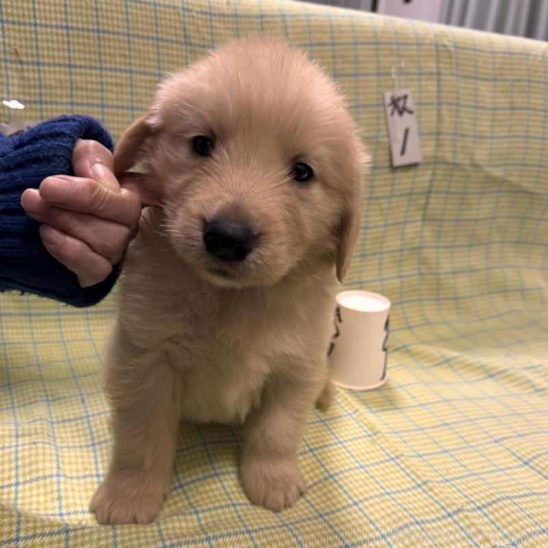 販売中の福岡県のゴールデンレトリーバー-433277の1枚目