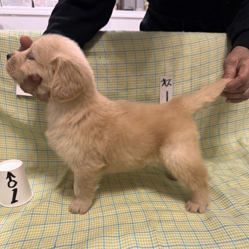 販売中の福岡県のゴールデンレトリーバー-433277の6枚目