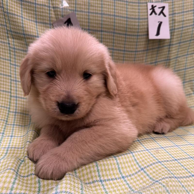 販売中の福岡県のゴールデンレトリーバー-433277の5枚目