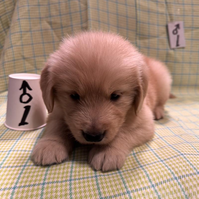 販売中の福岡県のゴールデンレトリーバー-433277の4枚目