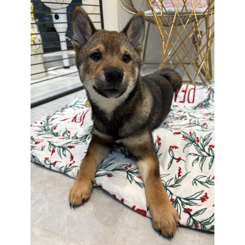 販売中の神奈川県の柴犬-418380の3枚目