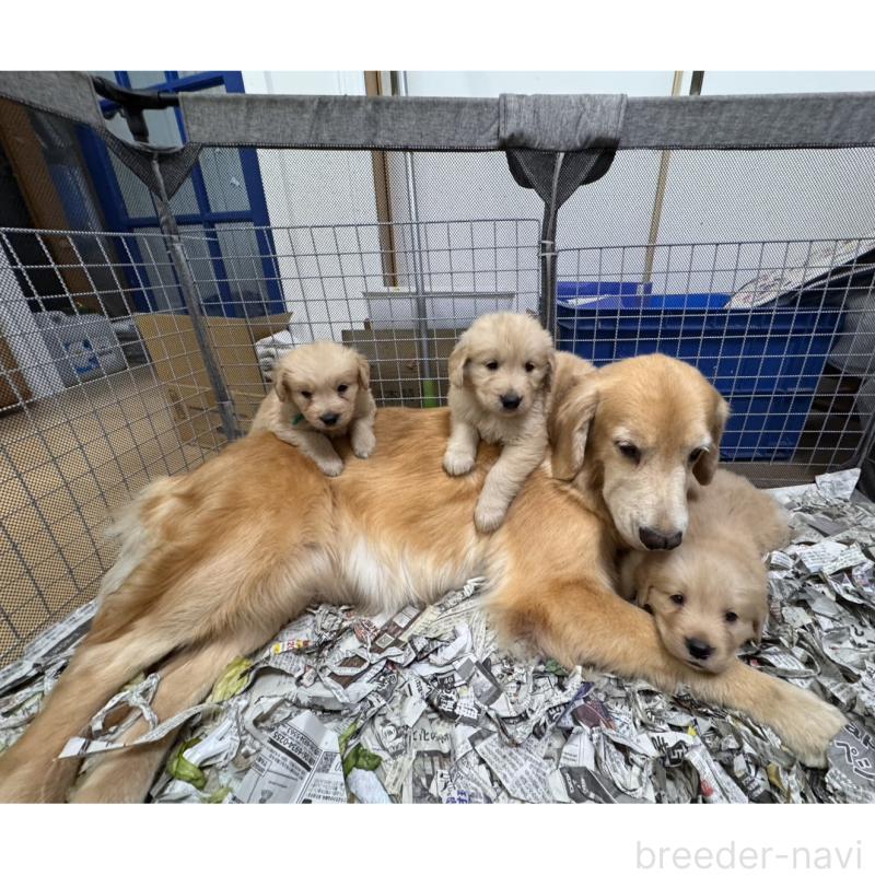 販売中の福岡県のゴールデンレトリーバー-433277の2枚目