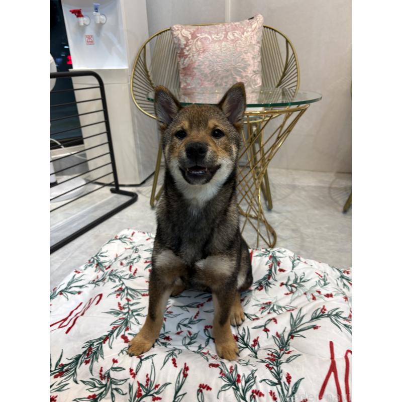 販売中の神奈川県の柴犬-418380の2枚目