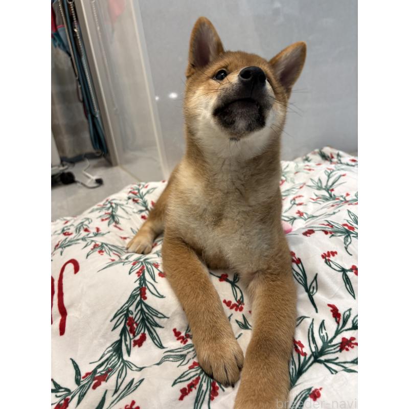 販売中の神奈川県の柴犬-433278の8枚目