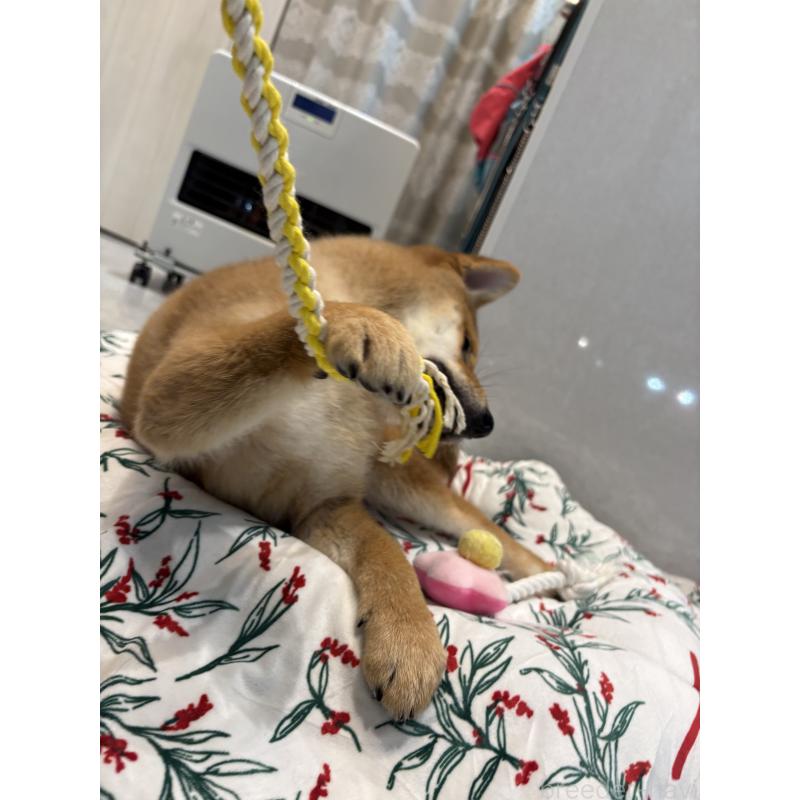 販売中の神奈川県の柴犬-433278の7枚目