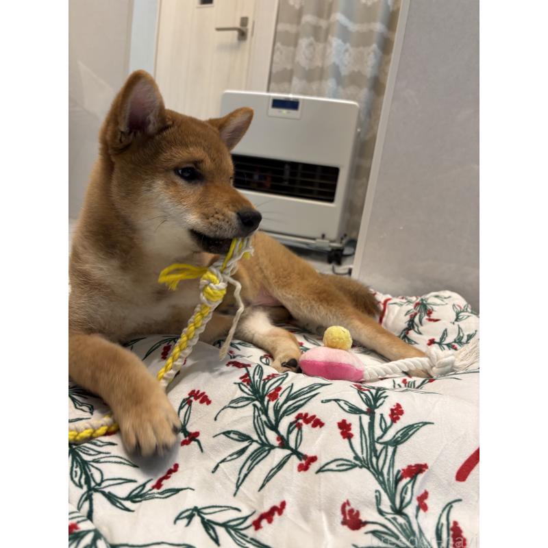 販売中の神奈川県の柴犬-433278の6枚目