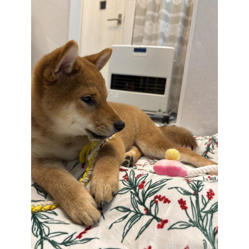 販売中の神奈川県の柴犬-433278の5枚目