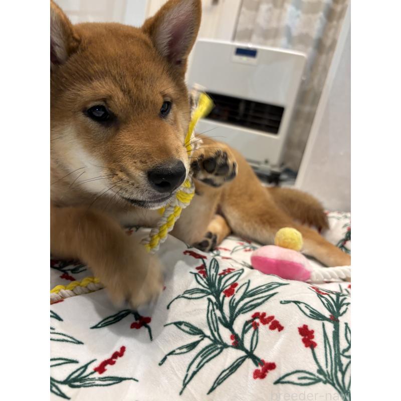 販売中の神奈川県の柴犬-433278の4枚目