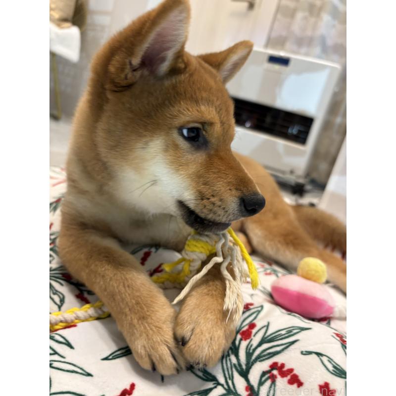 販売中の神奈川県の柴犬-433278の3枚目