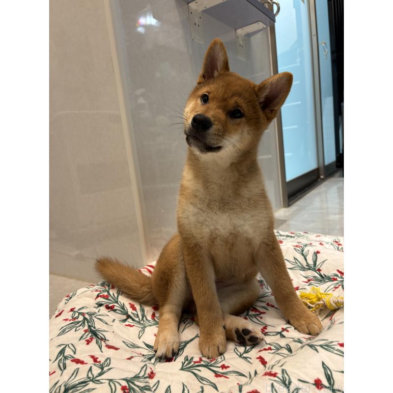 販売中の神奈川県の柴犬-433278の2枚目