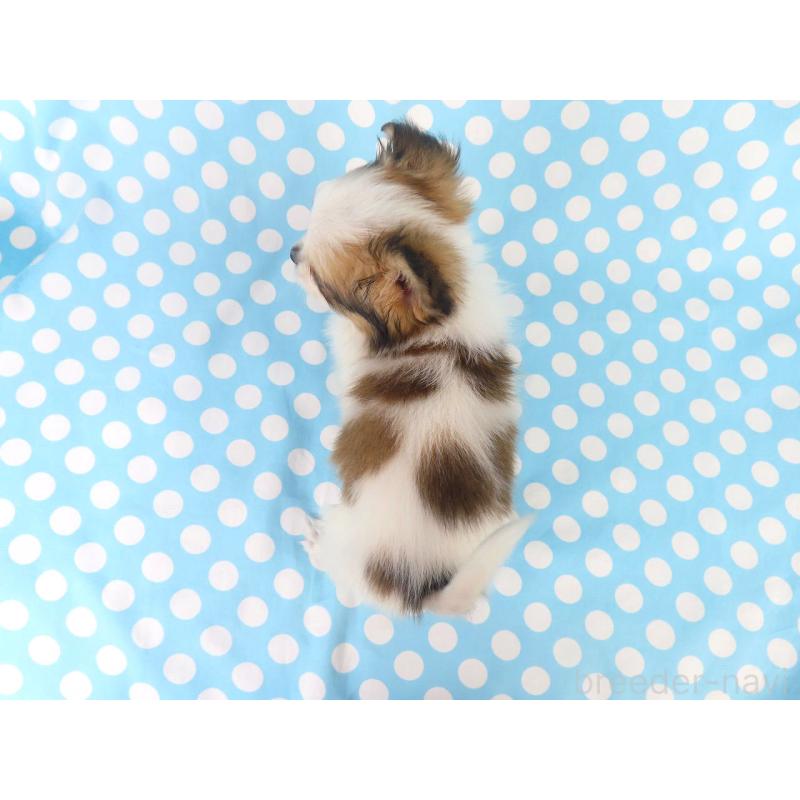 成約済の千葉県のパピヨン-428038の6枚目