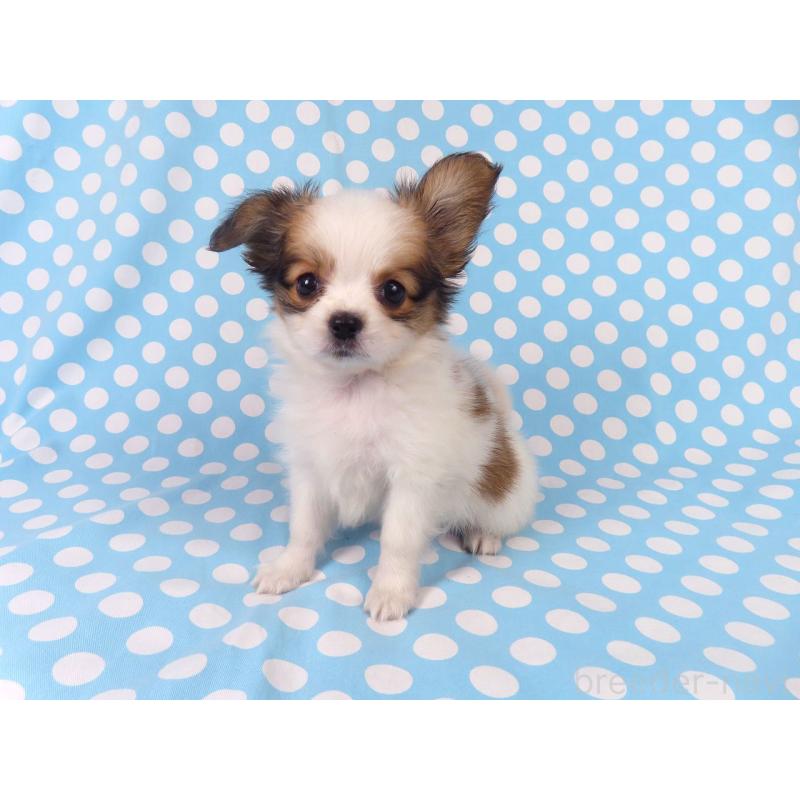 成約済の千葉県のパピヨン-428038の5枚目