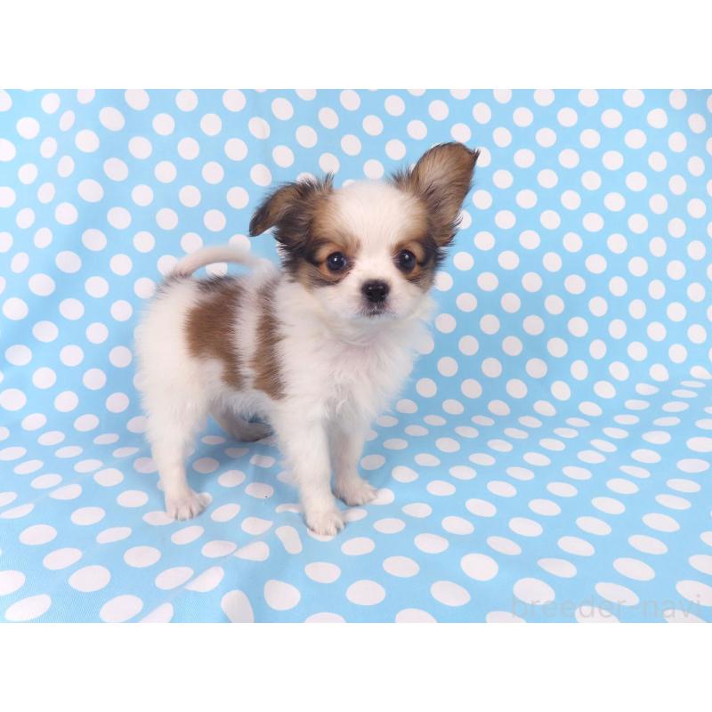 成約済の千葉県のパピヨン-428038の4枚目