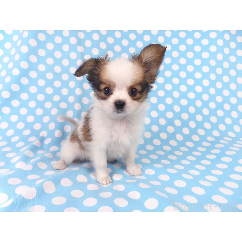 成約済の千葉県のパピヨン-428038の3枚目