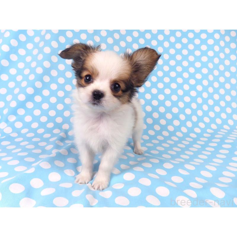 成約済の千葉県のパピヨン-428038の2枚目