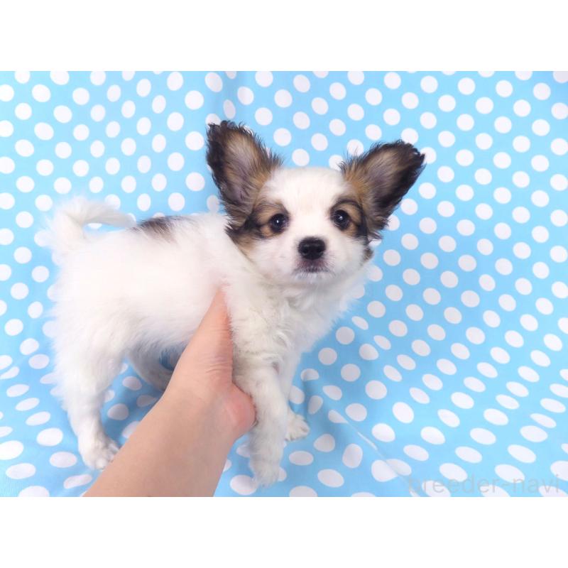 成約済の千葉県のパピヨン-425703の4枚目