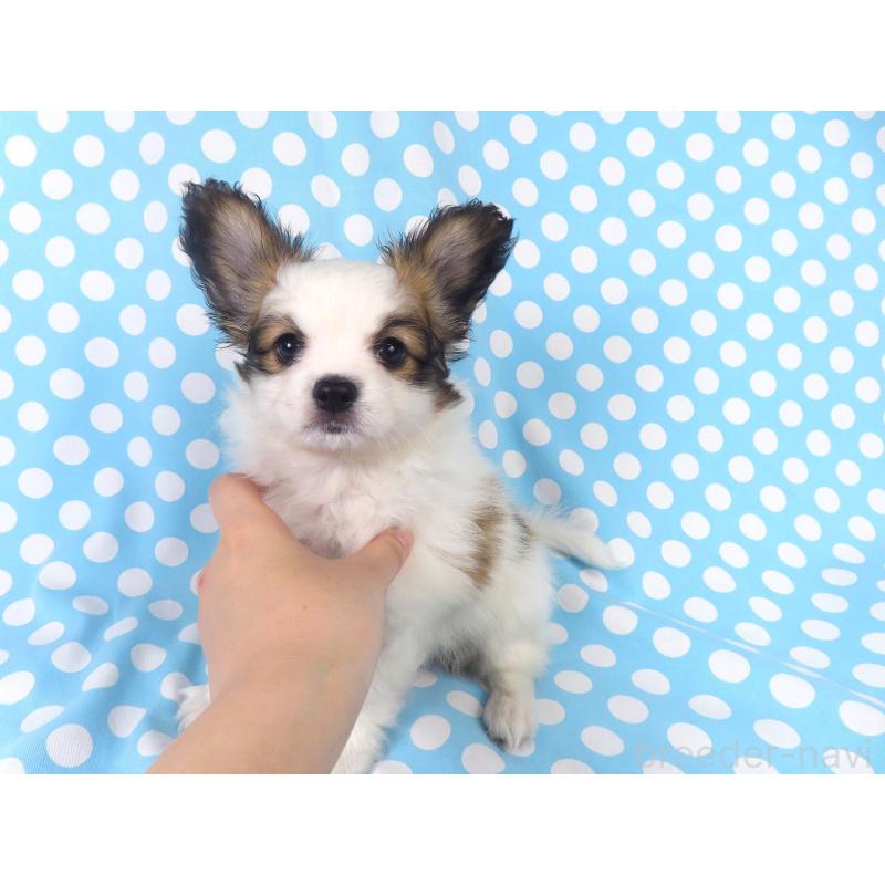 成約済の千葉県のパピヨン-425703の3枚目