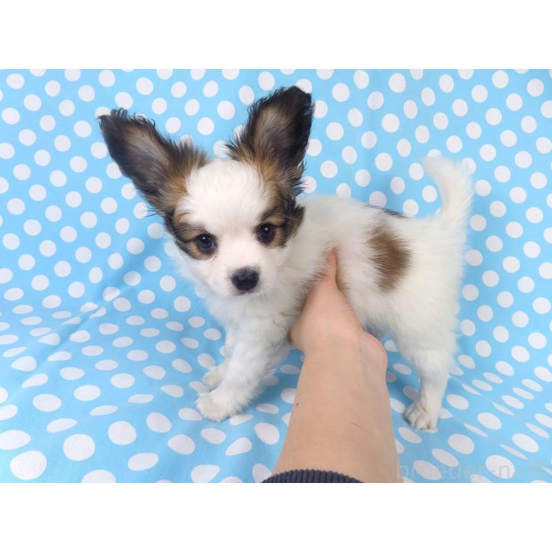 成約済の千葉県のパピヨン-425703の2枚目