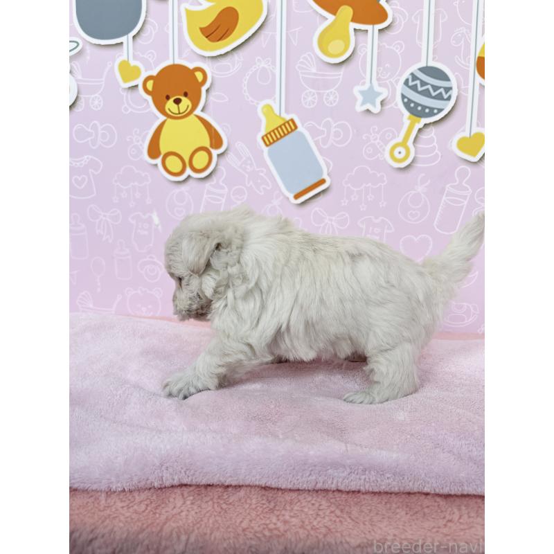 成約済の東京都のミックス犬-431452の3枚目