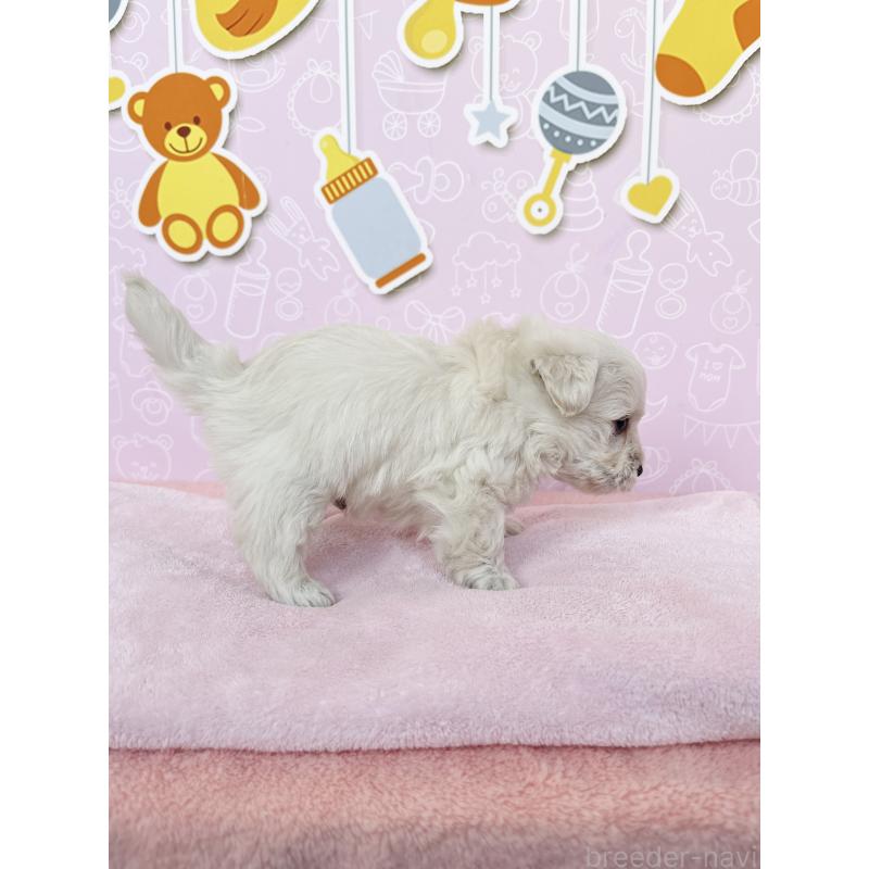 成約済の東京都のミックス犬-431452の2枚目