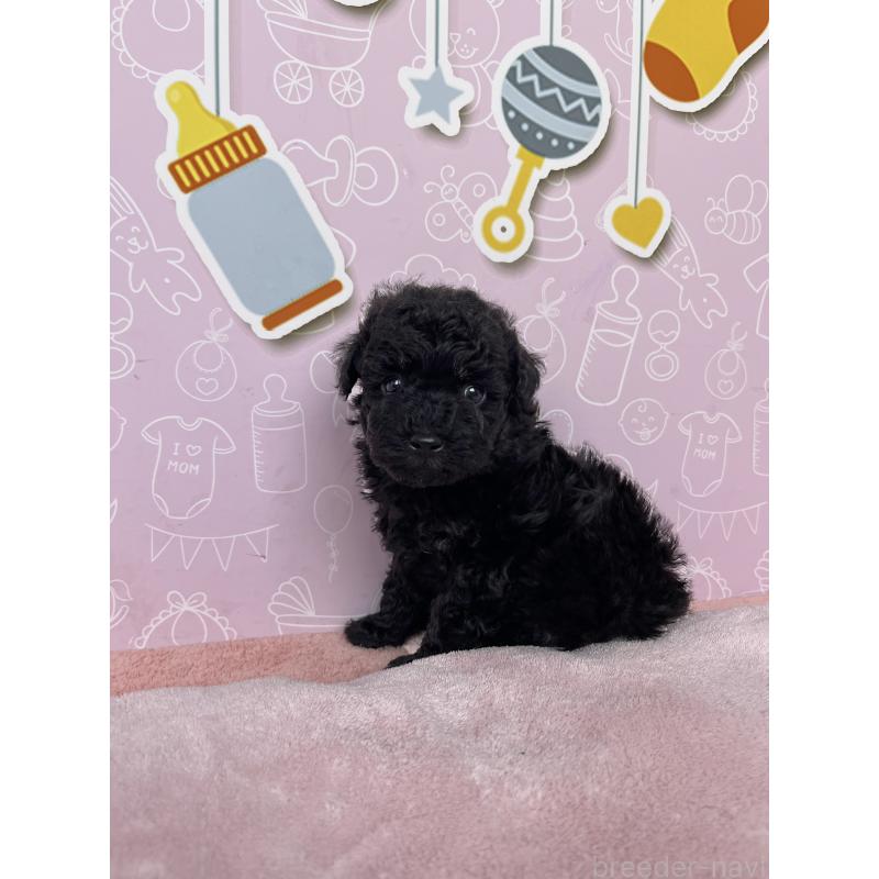 成約済の東京都のトイプードル-431236の2枚目