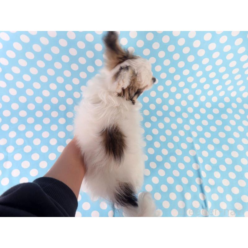 販売中の千葉県のパピヨン-423052の20枚目