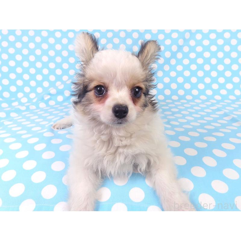 販売中の千葉県のパピヨン-423052の18枚目