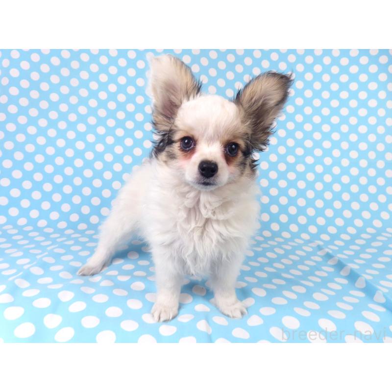 販売中の千葉県のパピヨン-423052の17枚目