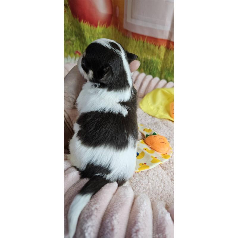 販売中の神奈川県のチワワ(ロングコート)-433279の10枚目