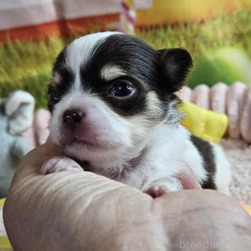 販売中の神奈川県のチワワ(ロングコート)-433279の6枚目