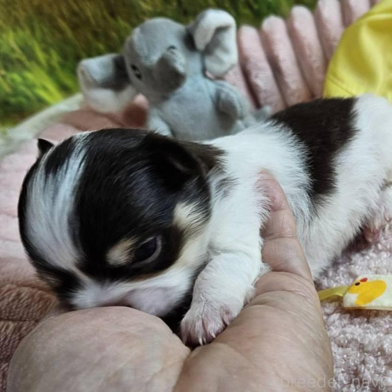 販売中の神奈川県のチワワ(ロングコート)-433279の5枚目