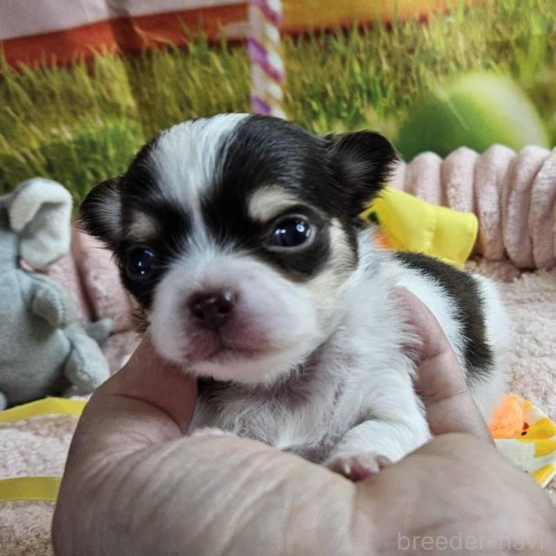 販売中の神奈川県のチワワ(ロングコート)-433279の1枚目