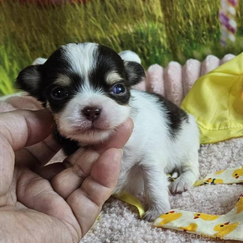 販売中の神奈川県のチワワ(ロングコート)-433279の4枚目