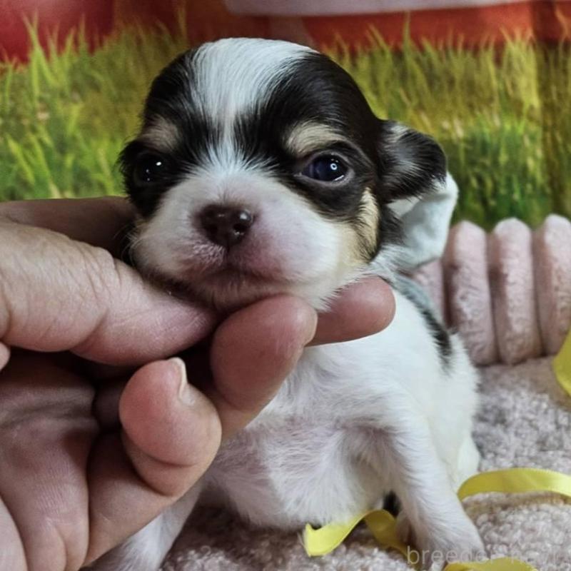 販売中の神奈川県のチワワ(ロングコート)-433279の3枚目