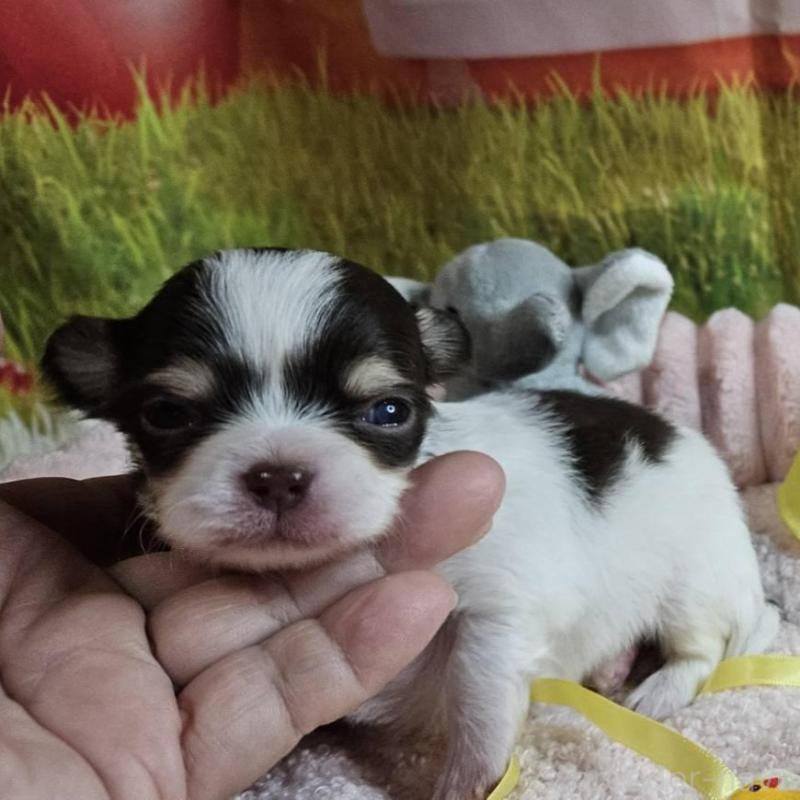 販売中の神奈川県のチワワ(ロングコート)-433279の2枚目