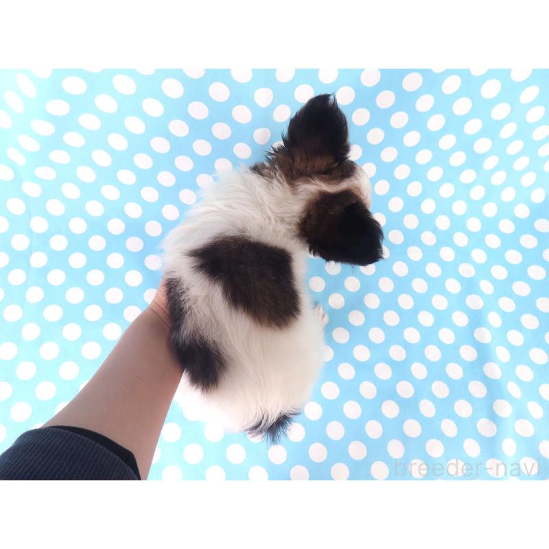 販売中の千葉県のパピヨン-423055の20枚目