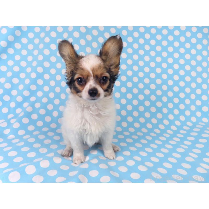 販売中の千葉県のパピヨン-423055の19枚目