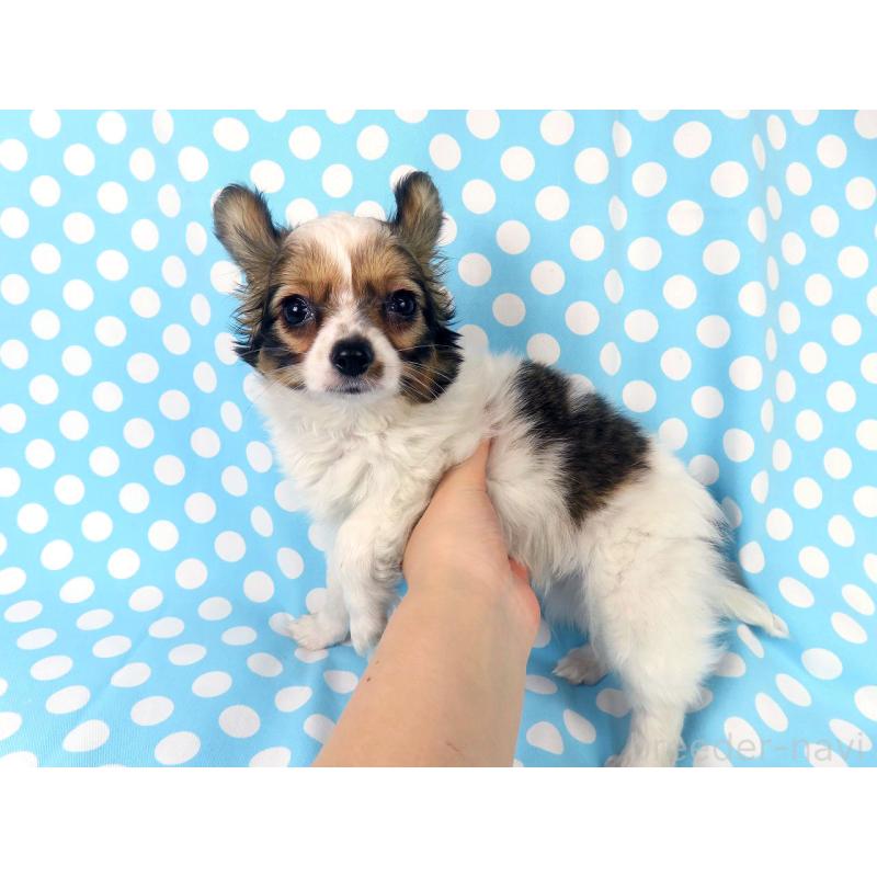 販売中の千葉県のパピヨン-423055の18枚目