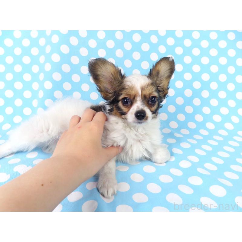 販売中の千葉県のパピヨン-423055の17枚目