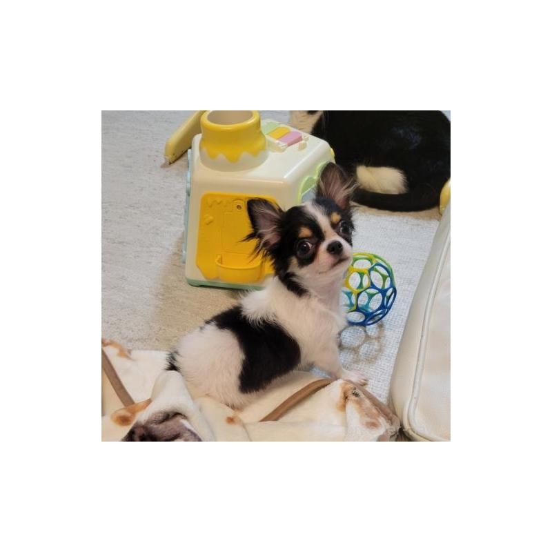 販売中の滋賀県のチワワ(ロングコート)-433280