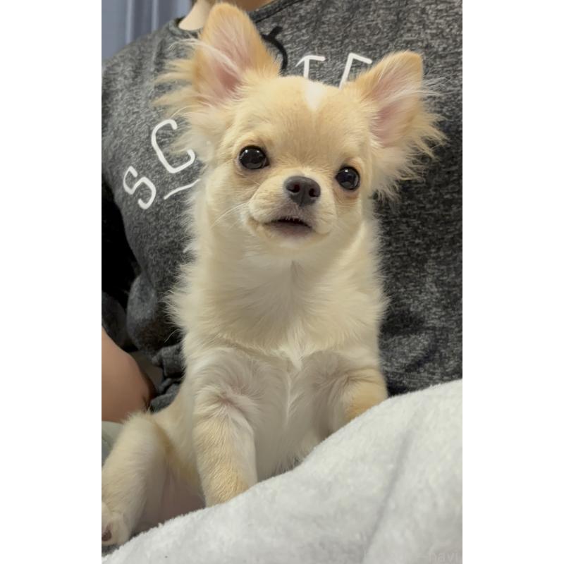 販売中の広島県のチワワ(ロングコート)-412208