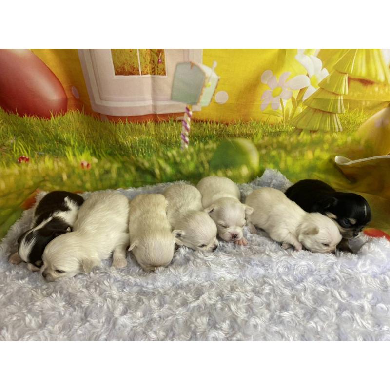 販売中の神奈川県のチワワ(ロングコート)-433282の7枚目