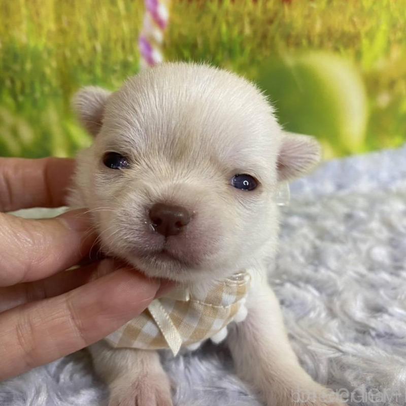 販売中の神奈川県のチワワ(ロングコート)-433282の4枚目