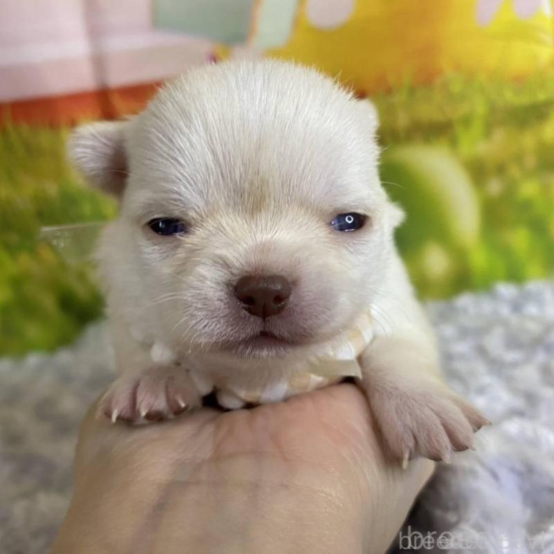 販売中の神奈川県のチワワ(ロングコート)-433282の3枚目