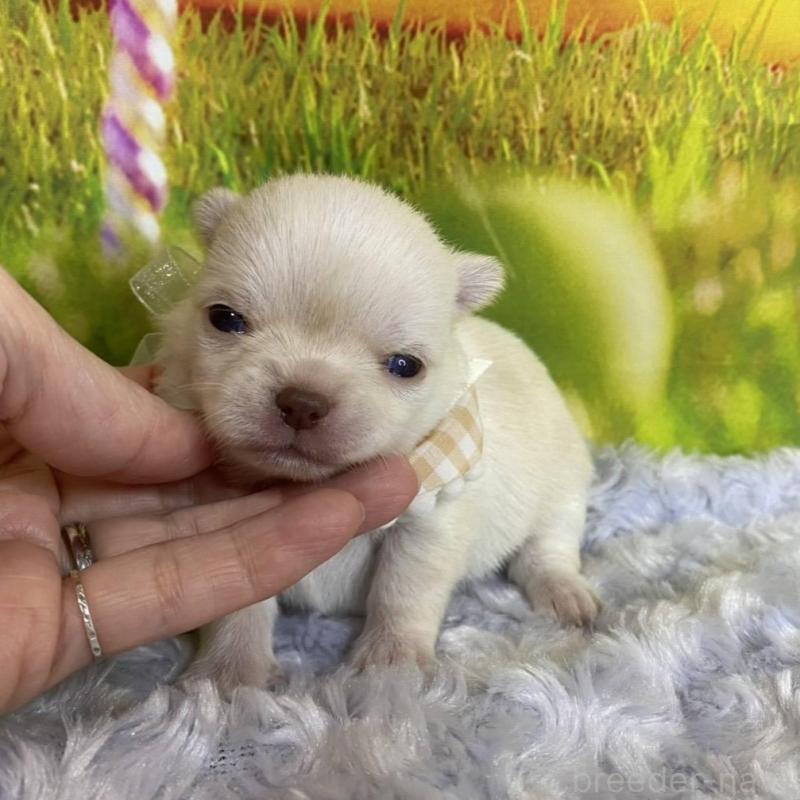 販売中の神奈川県のチワワ(ロングコート)-433282の2枚目