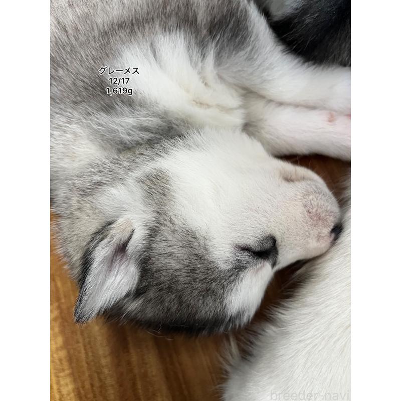 販売中の青森県のシベリアンハスキー-431599の11枚目