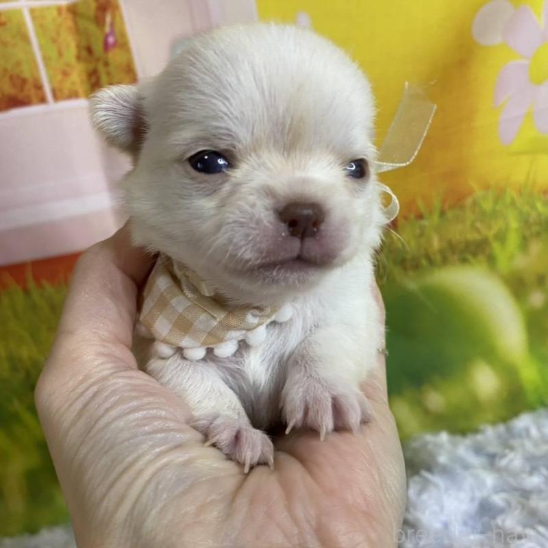 販売中の神奈川県のチワワ(ロングコート)-433282の1枚目