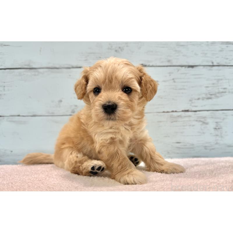 販売中の千葉県のマルプー:マルチーズ×トイプードル-432333の74枚目